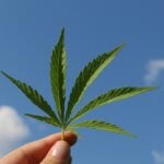 Access to medical cannabis in the United Kingdom has changed dramatically in recent years. What was once a complex and often misunderstood process is now becoming simpler and more transparent for patients seeking alternative treatments for chronic conditions. Releaf is one of the organisations helping to shape this transformation, offering expert guidance, safe access, and a more personalised approach to patient care.